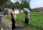 Anggota-Polsek-Sukodono-Cek-Ketahanan-Pangan-Program-P2B-Sayur-Kangkung