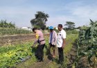Sukseskan-Ketahanan-Pangan,-Bhabinkamtibmas-dan-Perangkat-Desa-Gamping-Motivasi-Petani-Garbis