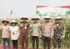 Forkopimda-Sidoarjo-Dukung-Ketahanan-Pangan,-Ikuti-Panen-Raya-Jagung-Serentak