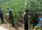 Polsek-Balongbendo-Galang-Petani-Wujudkan-Swasembada-Pangan