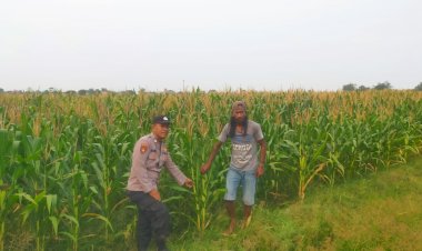 Polsek-Prambon-Sukseskan-Ketahanan-Pangan,-Cek-Pertumbuhan-Jagung-di-Desa-Bulang