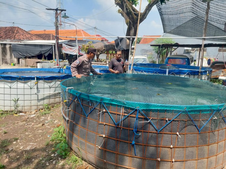 Bhabinkamtibmas Ketimang Wonoayu Cek Budidaya Ikan Lele Dukung Ketahanan Pangan