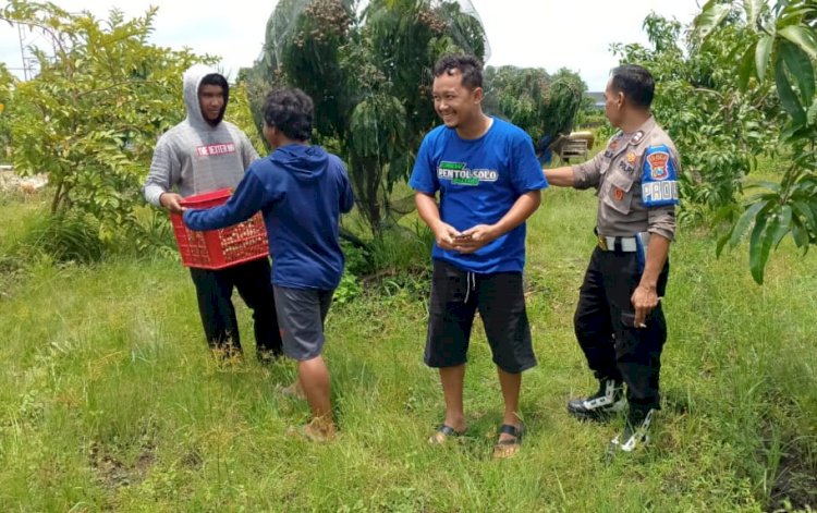 Bhabinkamtibmas Desa Kemantren Tinjau Lahan Sayuran Warga, Dukung Swasembada Pangan Mandiri
