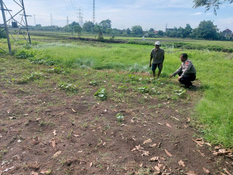 Bhabinkamtibmas Desa Panggreh Tinjau Lahan Sayuran Untuk Dukung Ketahanan Pangan