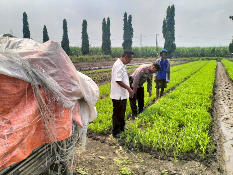Bhabinkamtibmas Desa Gamping Bersama Perangkat Desa Tinjau Perkembangan Tanaman Kangkung Warga