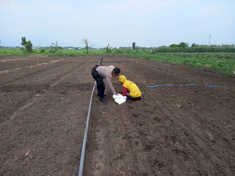 Kanit Binmas Polsek Krembung Tinjau Ketahanan Pangan di Tanaman Bawang Merah Desa Lemujut