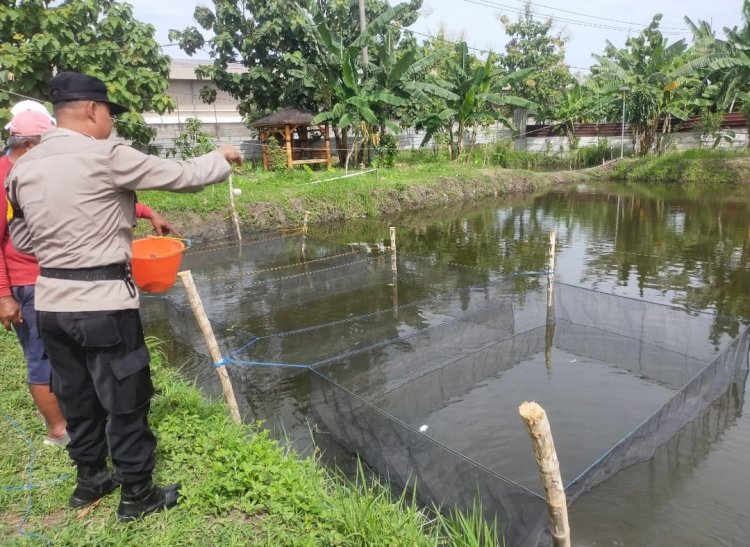 Air Bersih dan Pakan Bergizi Jadi Kunci Sukses Budidaya Gurami, Pesan Bhabinkamtibmas Keboharan Penggerak Ketahanan Pangan